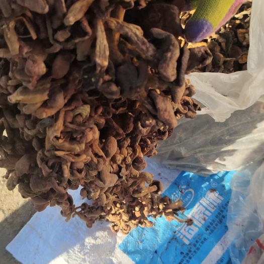 建昌縣東北紅蘑  鉚釘菇
