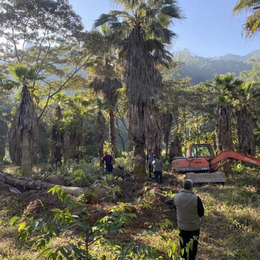 漳州老人葵华棕杆高7-8米批发福建漳州诚远苗木棕榈树种植基地一手
