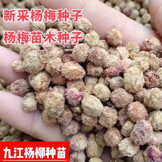 九江优质杨梅种子 江西杨梅种子产地批发价格 新种子 杨梅种子批发