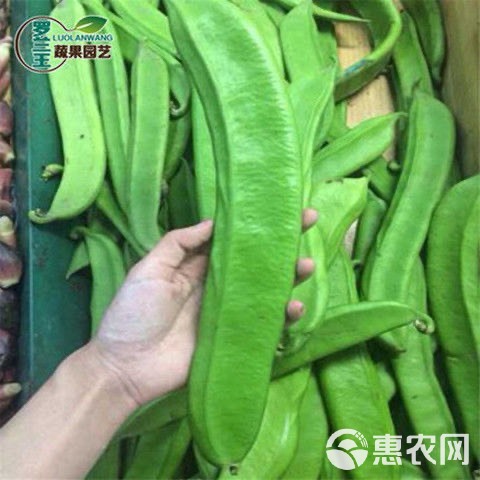 大红刀豆种子大扁豆种籽刀板豆刀豆种子巴西豆爬藤豆角种子