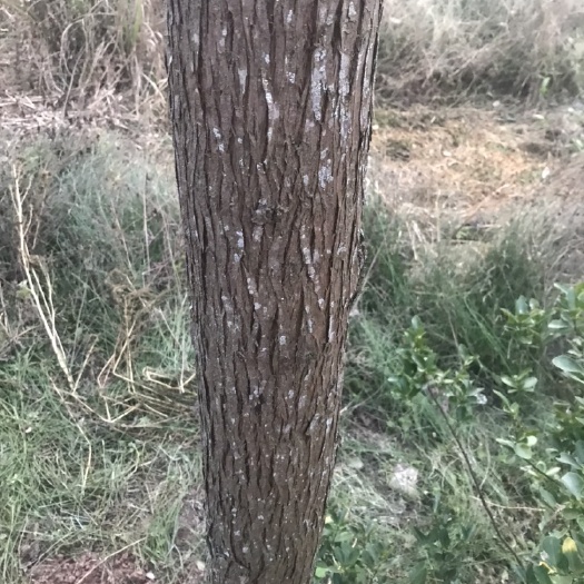 营山县大量出售柏木，也可以自己砍