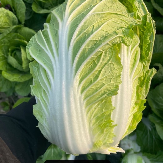 东台市黄心大白菜  白菜 江苏优质黄心大白菜 大量上市 新鲜发