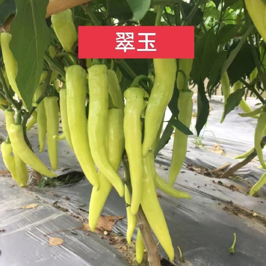 宜昌比亚久翠玉黄皮尖椒种子