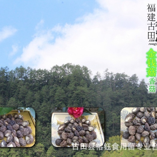 福建特产金钱菇香菇品种干货批发