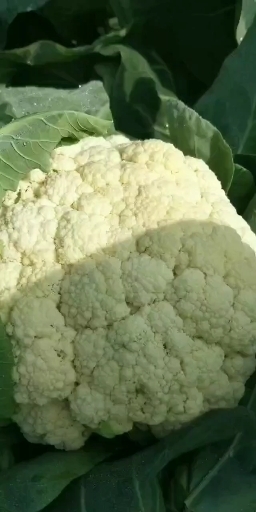 成武县花菜