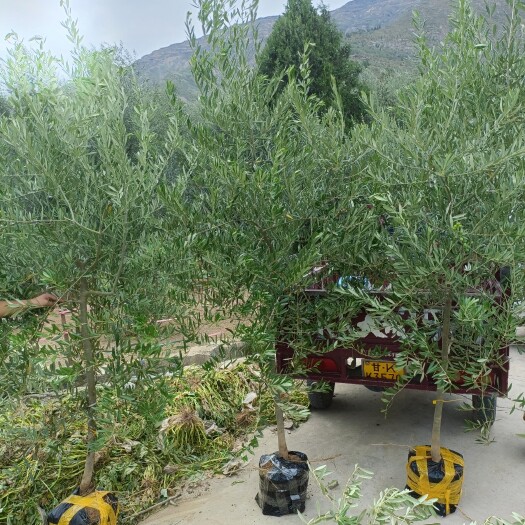 陇南适合庭院种植的网红植物油橄榄