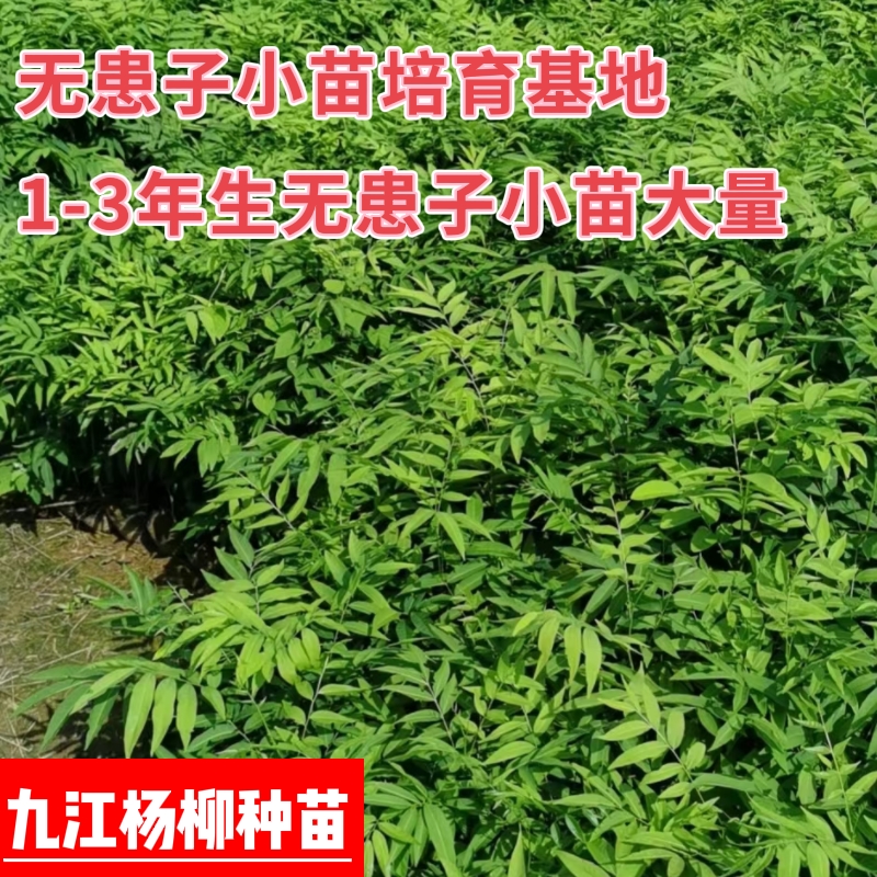 无患子小苗 一年生无患子小苗基地 无患子小苗产地批发价格