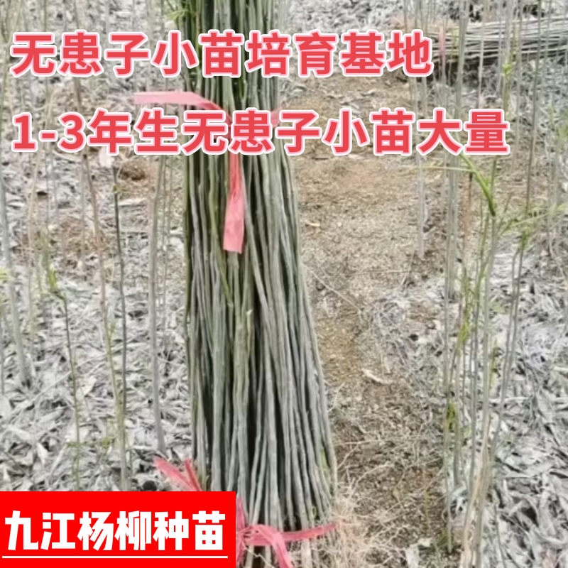 无患子小苗 一年生无患子小苗基地 无患子小苗产地批发价格