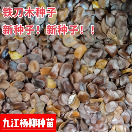 铁刀木种子 江西铁刀木种子价格 铁刀木种子产地批发价格