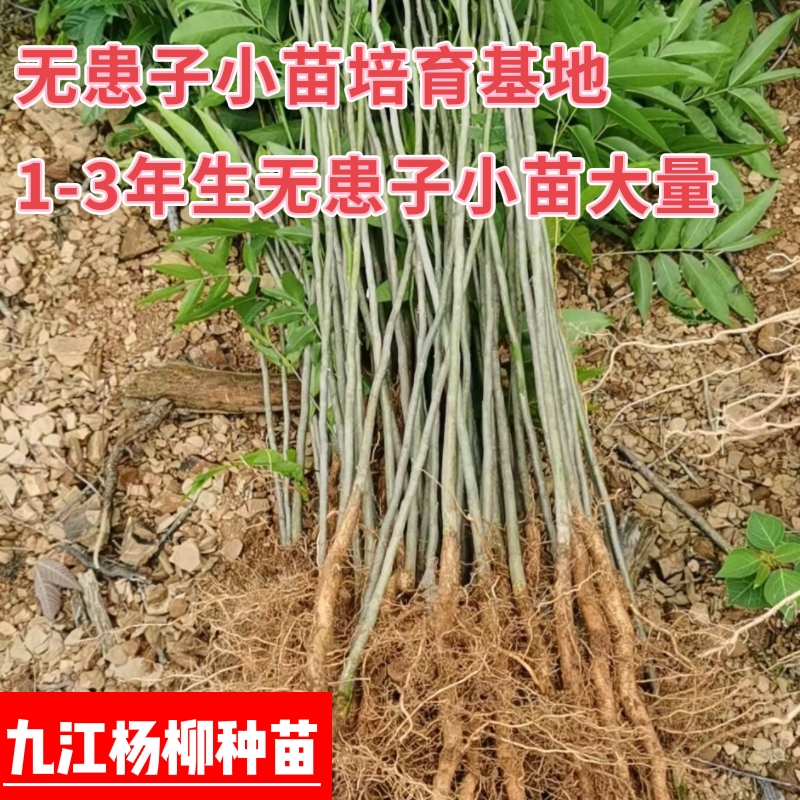 无患子小苗 一年生无患子小苗基地 无患子小苗产地批发价格