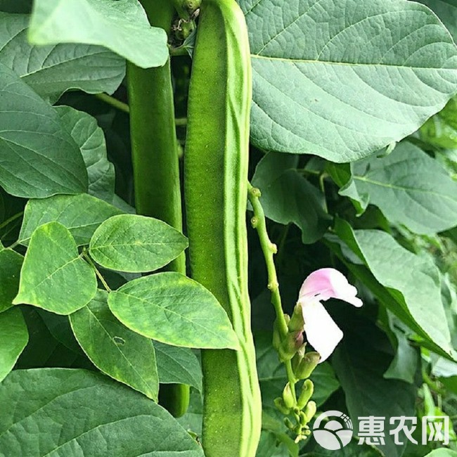 大红刀豆种子大扁豆种籽刀板豆刀豆种子巴西豆爬藤豆角种子