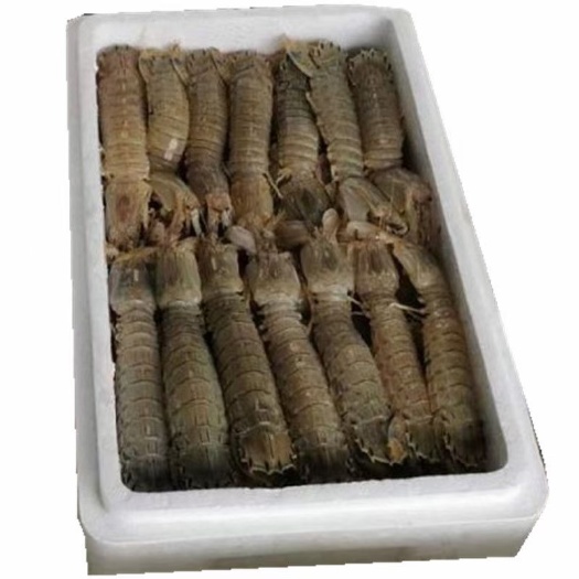 连云港生冻皮皮虾熟冻皮皮虾