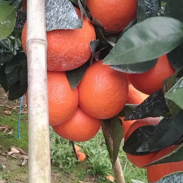 广西桂林沃柑基地直发，大量有货，需要抓紧时间联系我