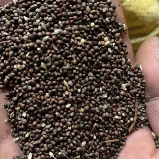 鄂伦春旗紫苏子
