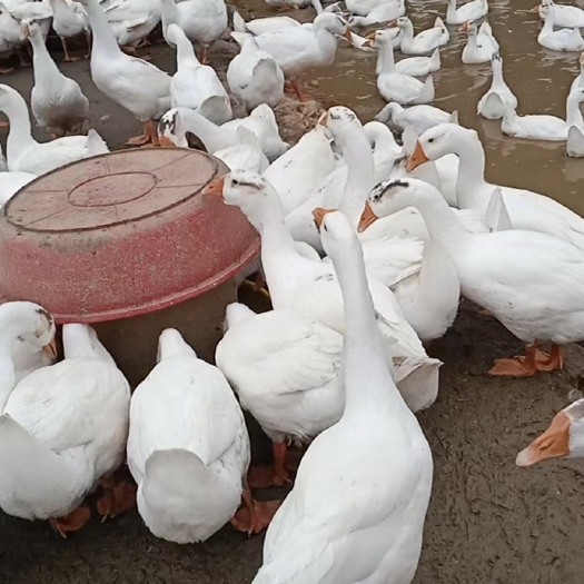 吉水县三花鹅散养，2000只出售，个大肉美