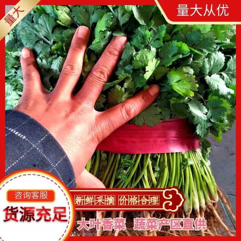 滑县大叶香菜，蔬菜产区直供，多年专业蔬菜代办，市场收货，价格合理