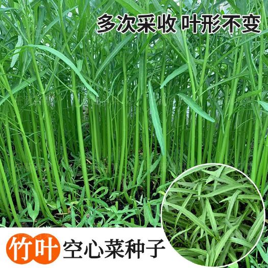 广州竹叶空心菜种籽四季通心菜种子小叶青梗蕹菜盆栽青菜籽种蔬菜种孑