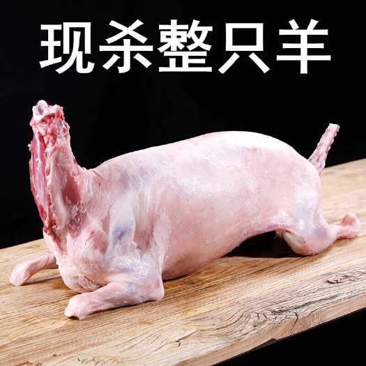 五原县认养内蒙古草原羊