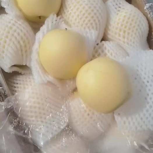 陕西贡梨