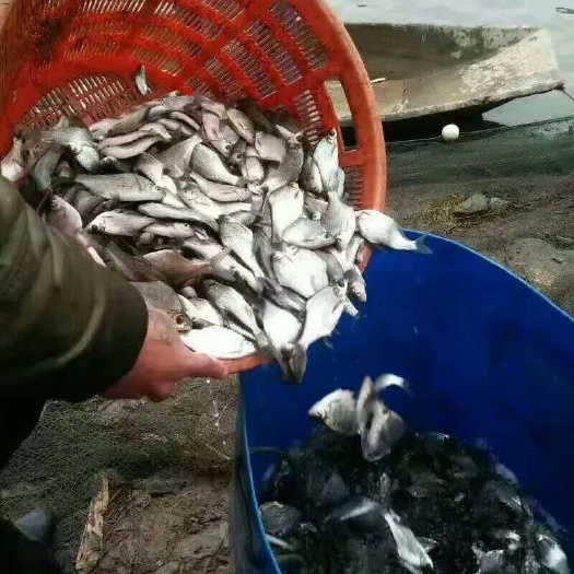 热销鳊鱼苗 基地大量批发提供技术指导 渝云贵川送货上门货到付