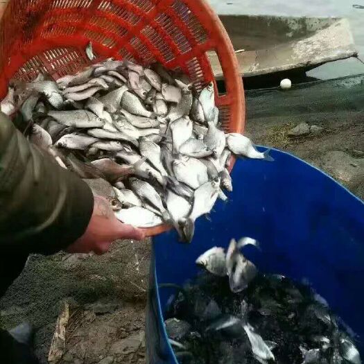 重庆市热销鳊鱼苗 基地大量批发提供技术指导 渝云贵川送货上门货到付