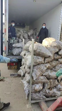 优质大黄姜 产地直销