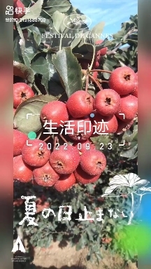 平邑县歪把红山楂  ，颜色鲜鲜，个头大，现以上市。