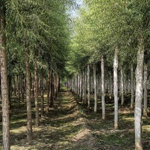 定州市旱柳 速生柳 河北旱柳 河北速生柳 保定旱柳 保定速生柳