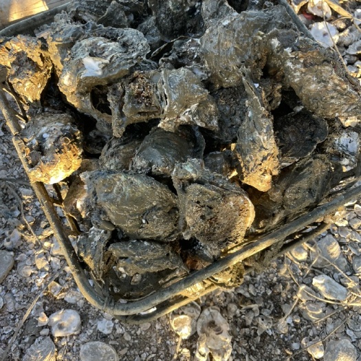 惠东县大肥蚝肉饱满，口感滑腻，肉质爽，味甜甘，海水味及蚝味温和。