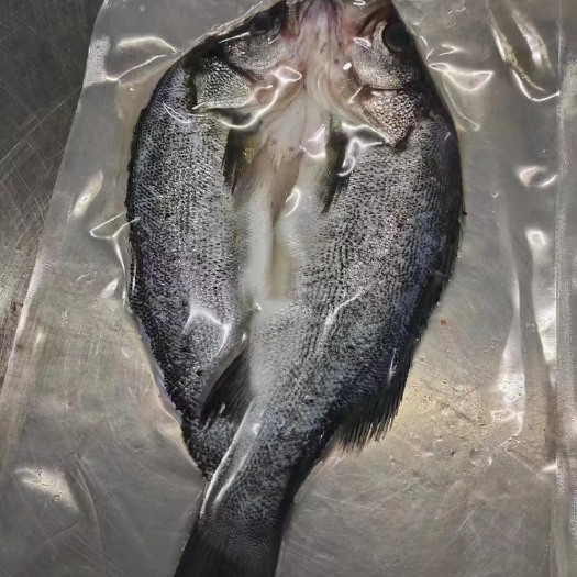 珠海海鲈肉质肥厚坚实、无肌间刺，嫩白爽滑、味清香，营养价值高。