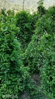 牛尾菜种苗 牛尾蕨   鞭干蕨 龙须蕨籽育苗 多芽头地栽苗