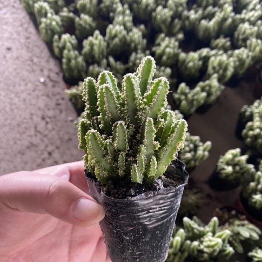 广州仙人球鲜花苗木花草基地直发批发现货