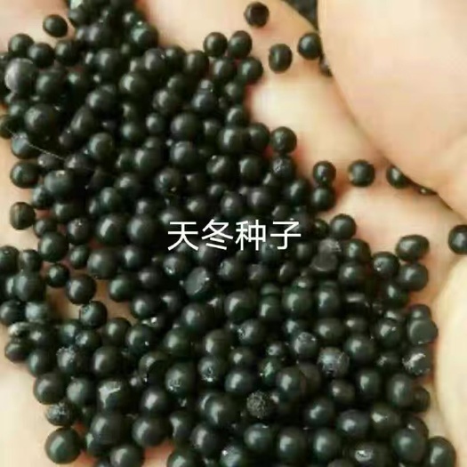 天冬种子药材云南天东大天冬天门冬种植易播种简单耐热饱满种子