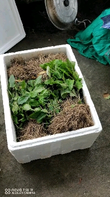 牛尾菜种苗 牛尾蕨   鞭干蕨 龙须蕨籽育苗 多芽头地栽苗