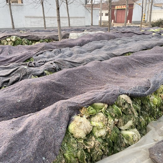 夏津县义和秋白菜