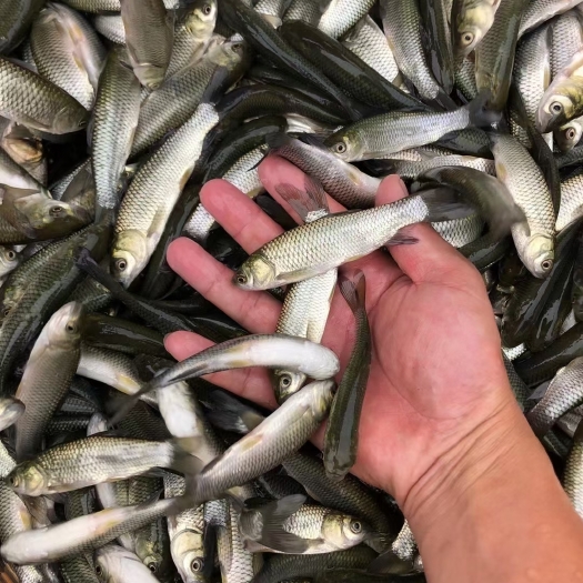 达州热销一号草鱼苗 基地孵化全国包运输 提供技术指导货到付款