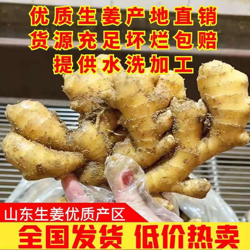 兰考县山东优质小黄姜，保质保量，产地直发