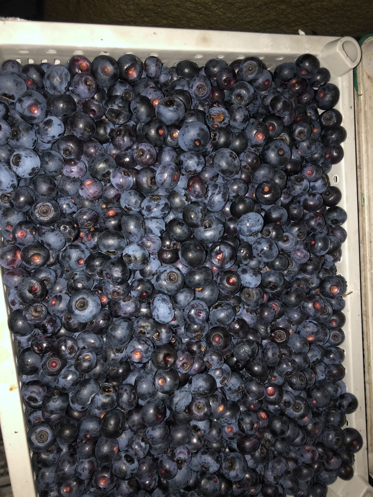 冻蓝莓走通货 有四万多斤现货