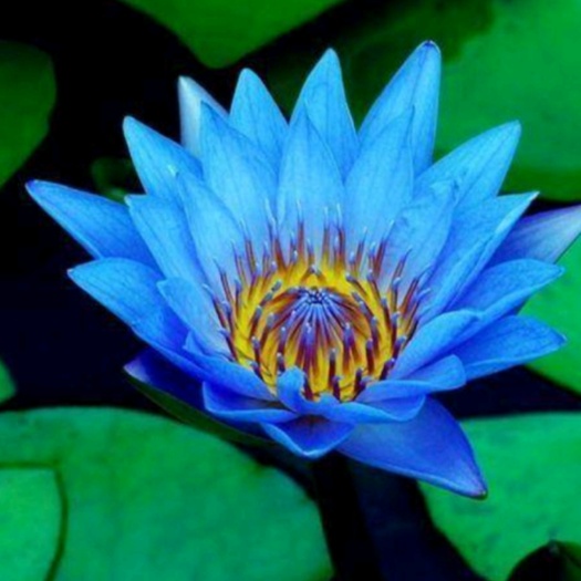 邵阳睡莲