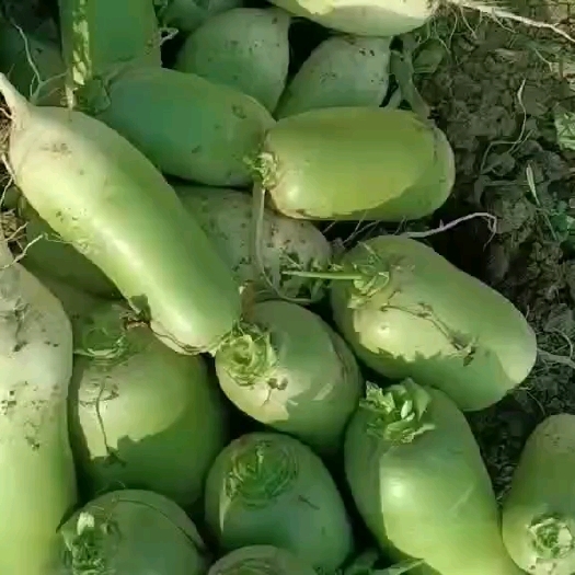 青萝卜