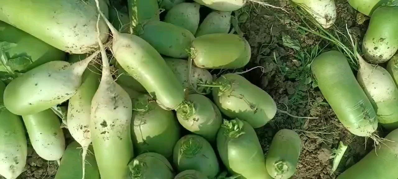 青萝卜