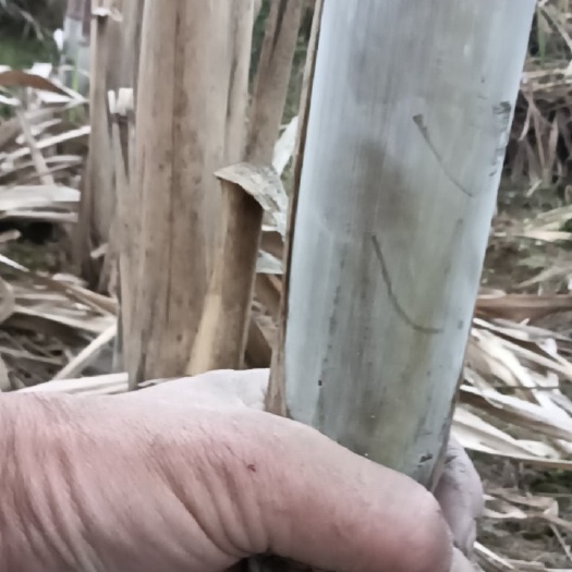 大白水果甘蔗