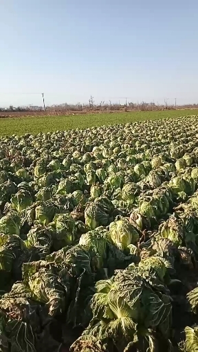 郏县精品白菜
