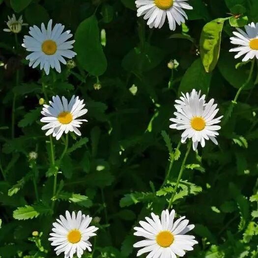 大滨菊