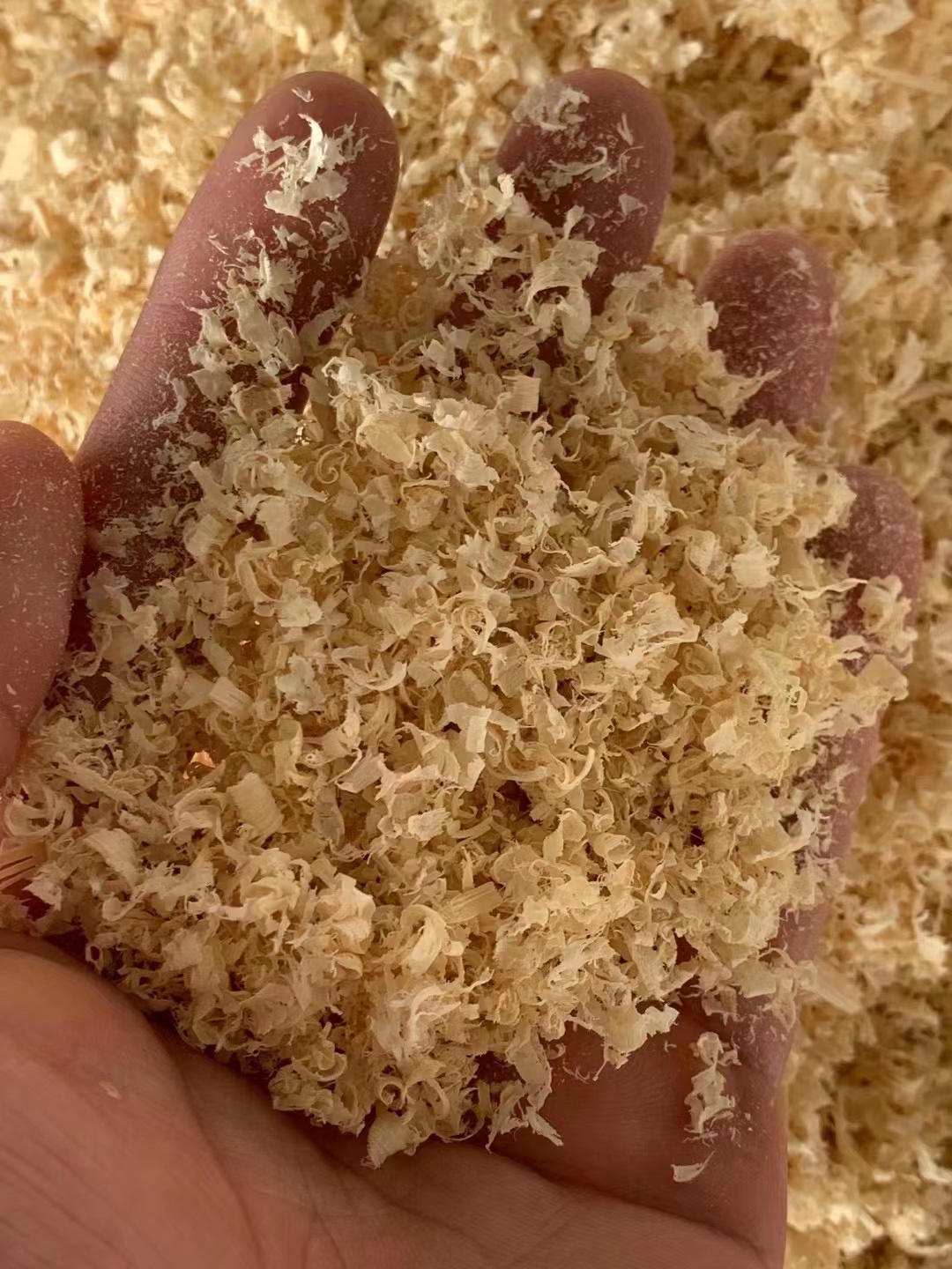 长期供应｛竹茹｝可批量可零售量大从优【包邮】