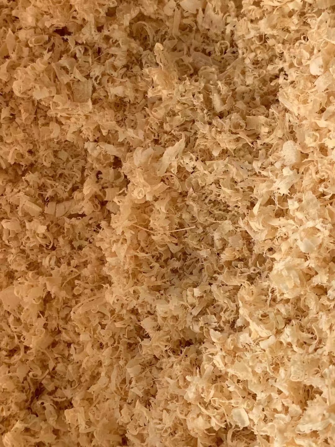 长期供应｛竹茹｝可批量可零售量大从优【包邮】