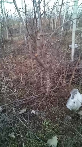 郏县清理站地冬枣树苗