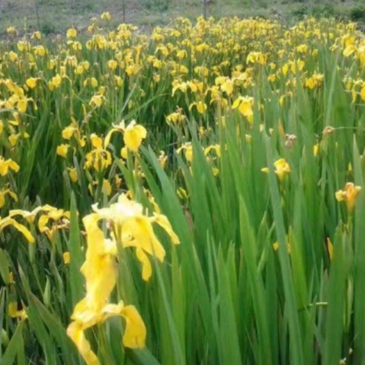 邵阳昌蒲