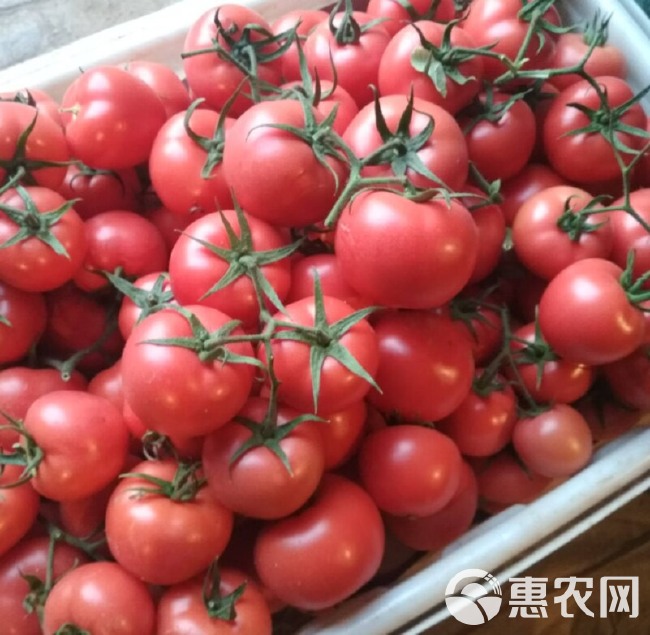 山东临沂费县西红柿、产地批发价格、万亩硬粉西红柿基地