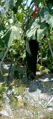玉林自家的黑皮吊冬瓜